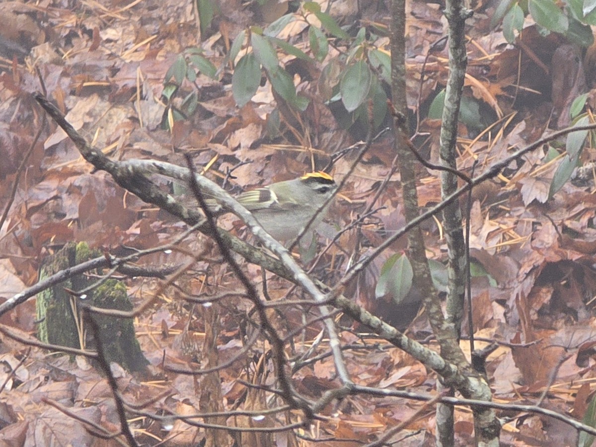 Golden-crowned Kinglet - ML646454445