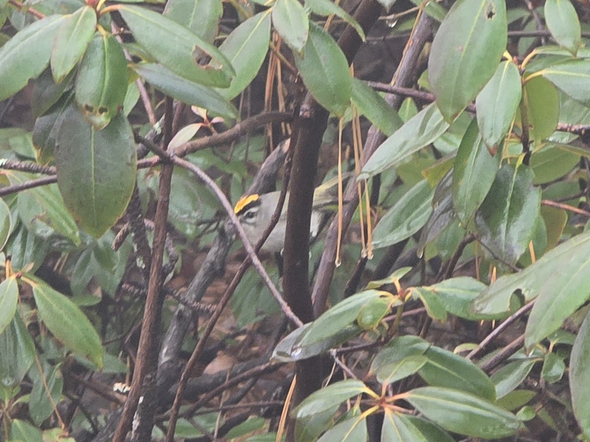 Golden-crowned Kinglet - ML646454446