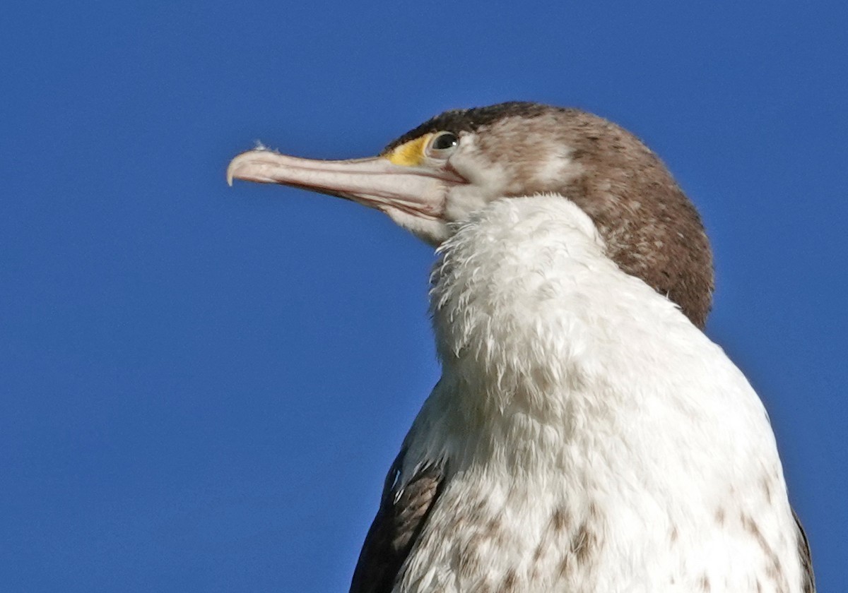 australskarv - ML646454447