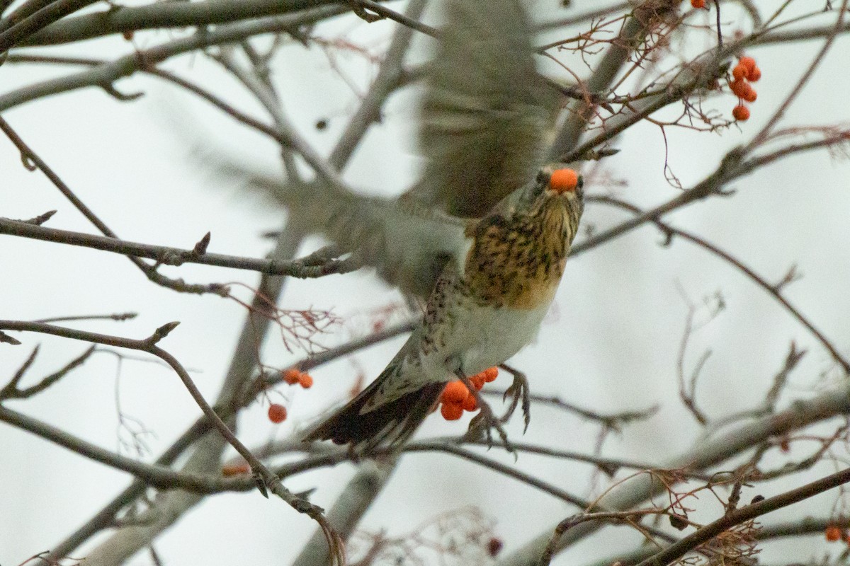 Fieldfare - ML646454448