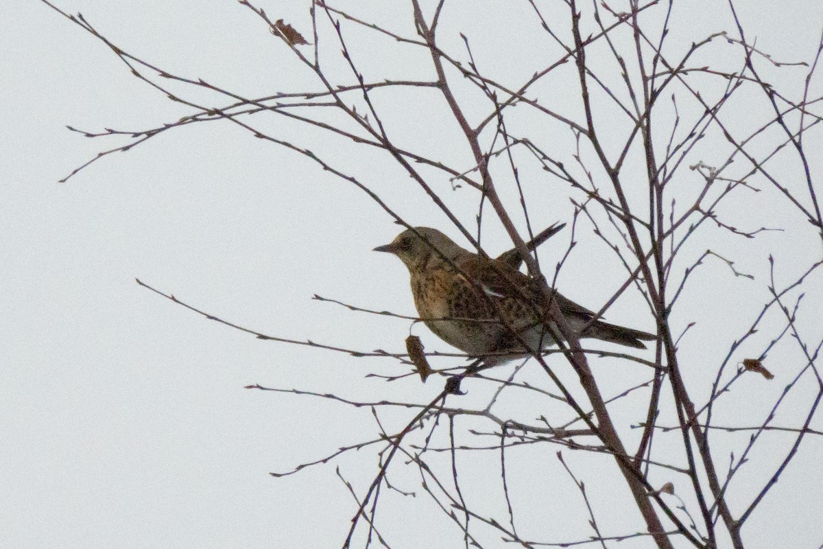 Fieldfare - ML646454449