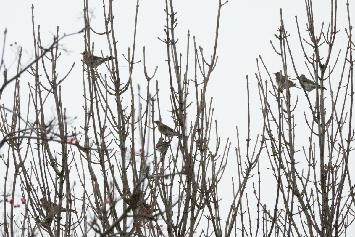 Fieldfare - ML646454450