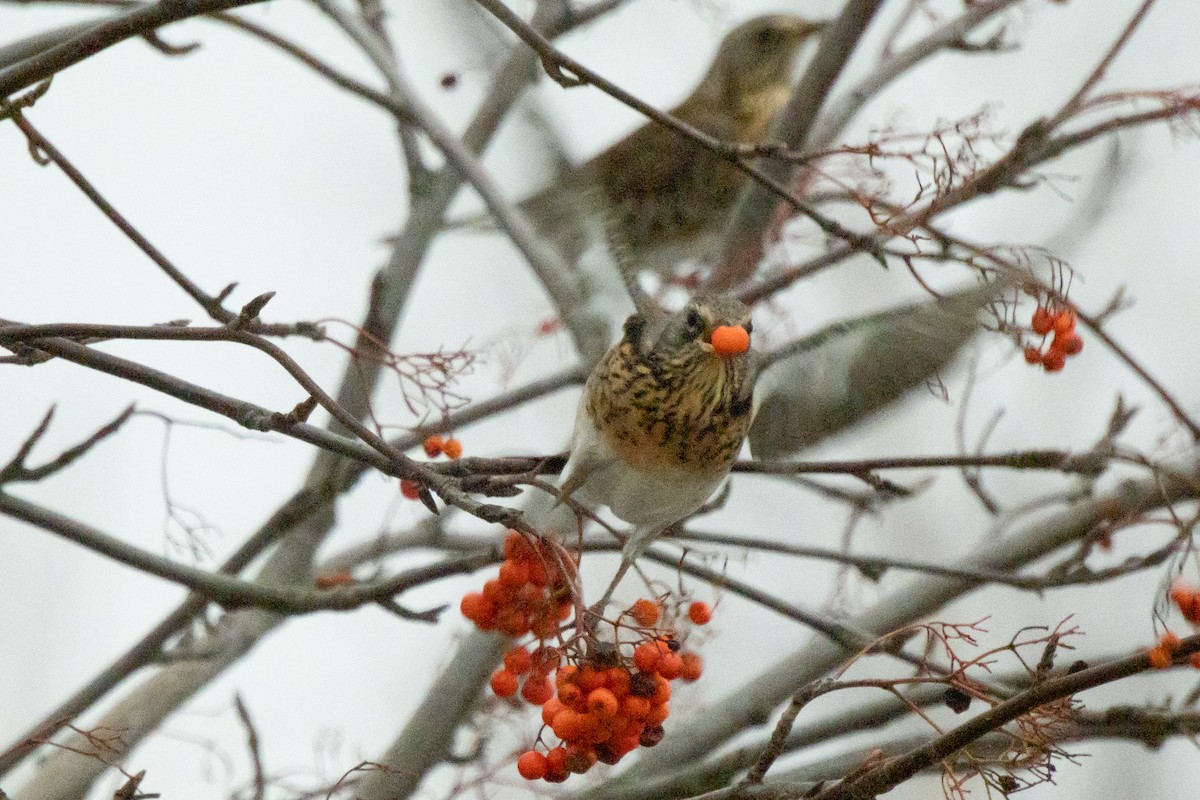 Fieldfare - ML646454452