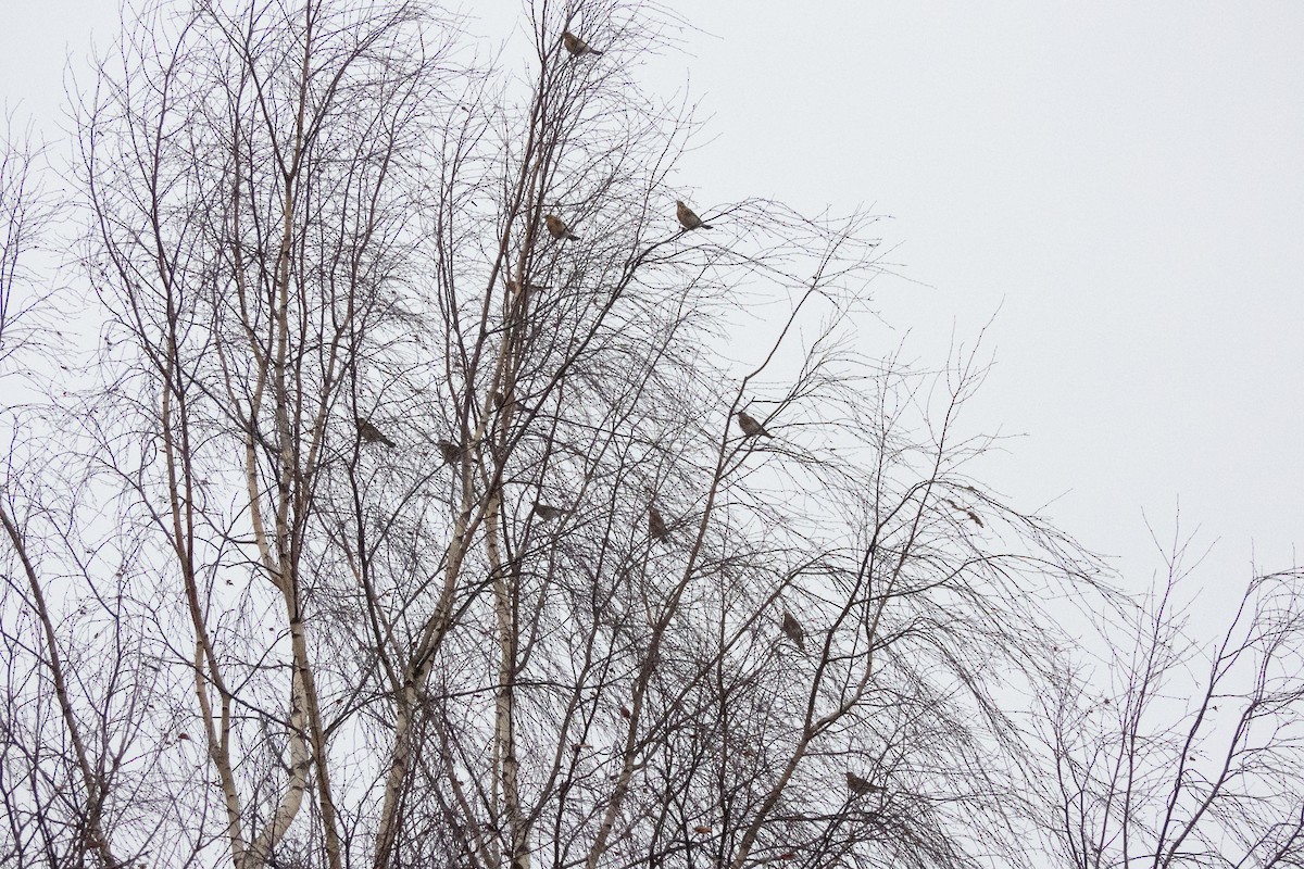 Fieldfare - ML646454453