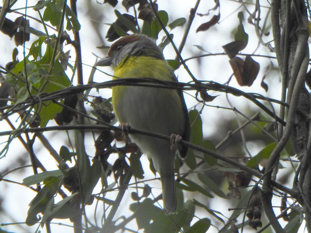 Віреон рудобровий - ML646454455