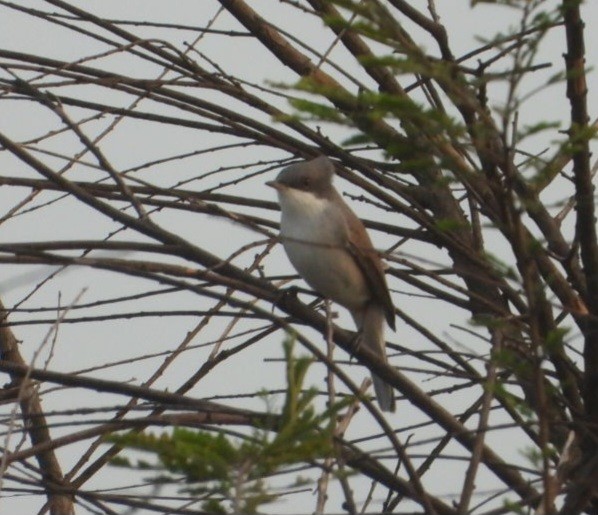 Lesser Whitethroat - ML646454456