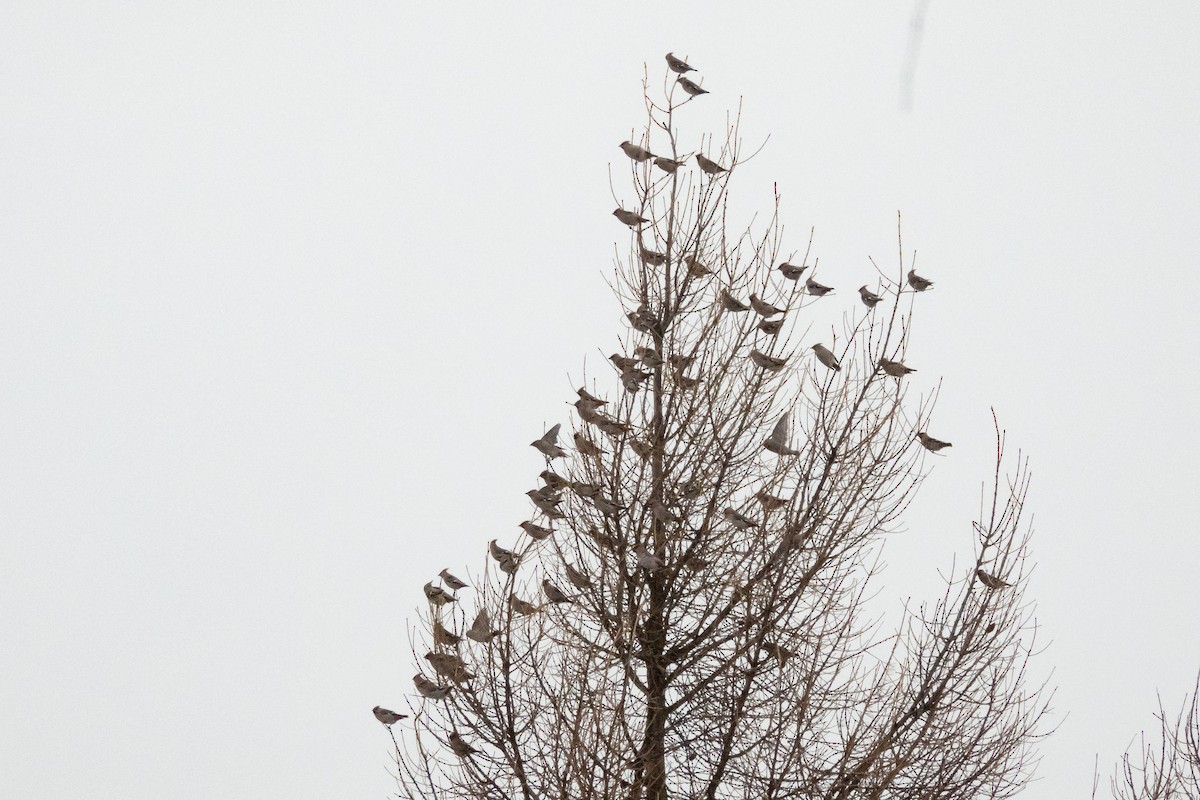 Bohemian Waxwing - ML646454458