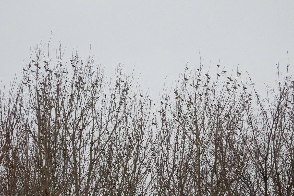 Bohemian Waxwing - ML646454459