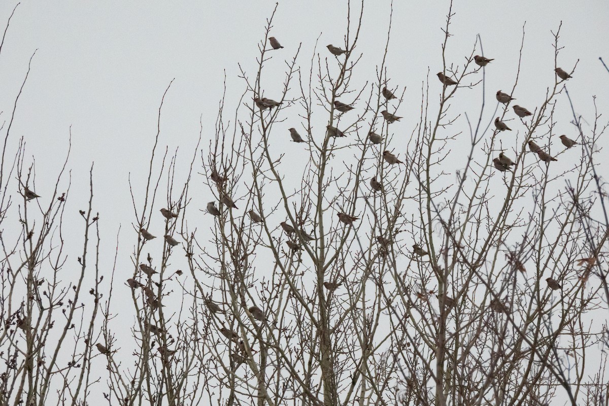 Bohemian Waxwing - ML646454460