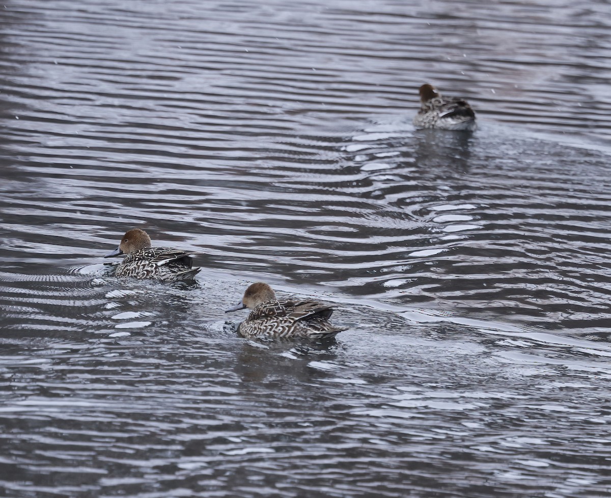 Northern Pintail - ML646454461