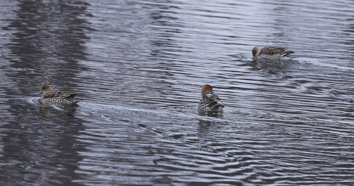 Northern Pintail - ML646454469