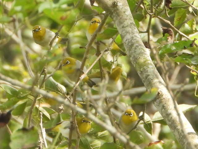Indian White-eye - ML646454470