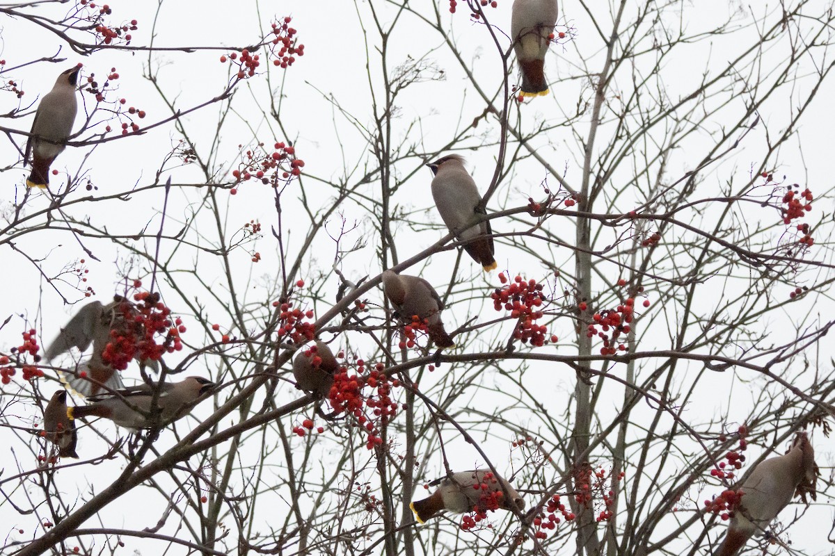 Bohemian Waxwing - ML646454472