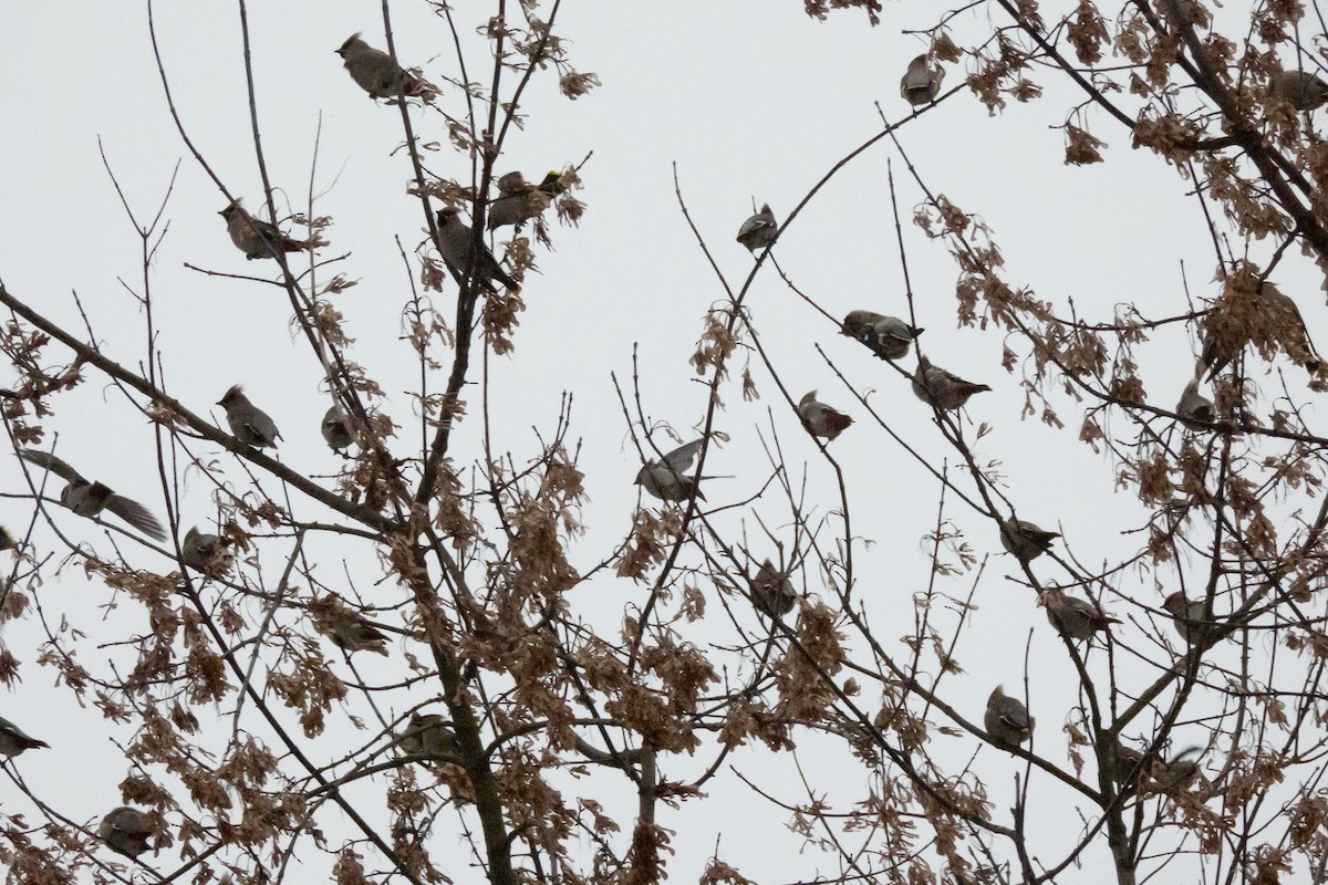 Bohemian Waxwing - ML646454473