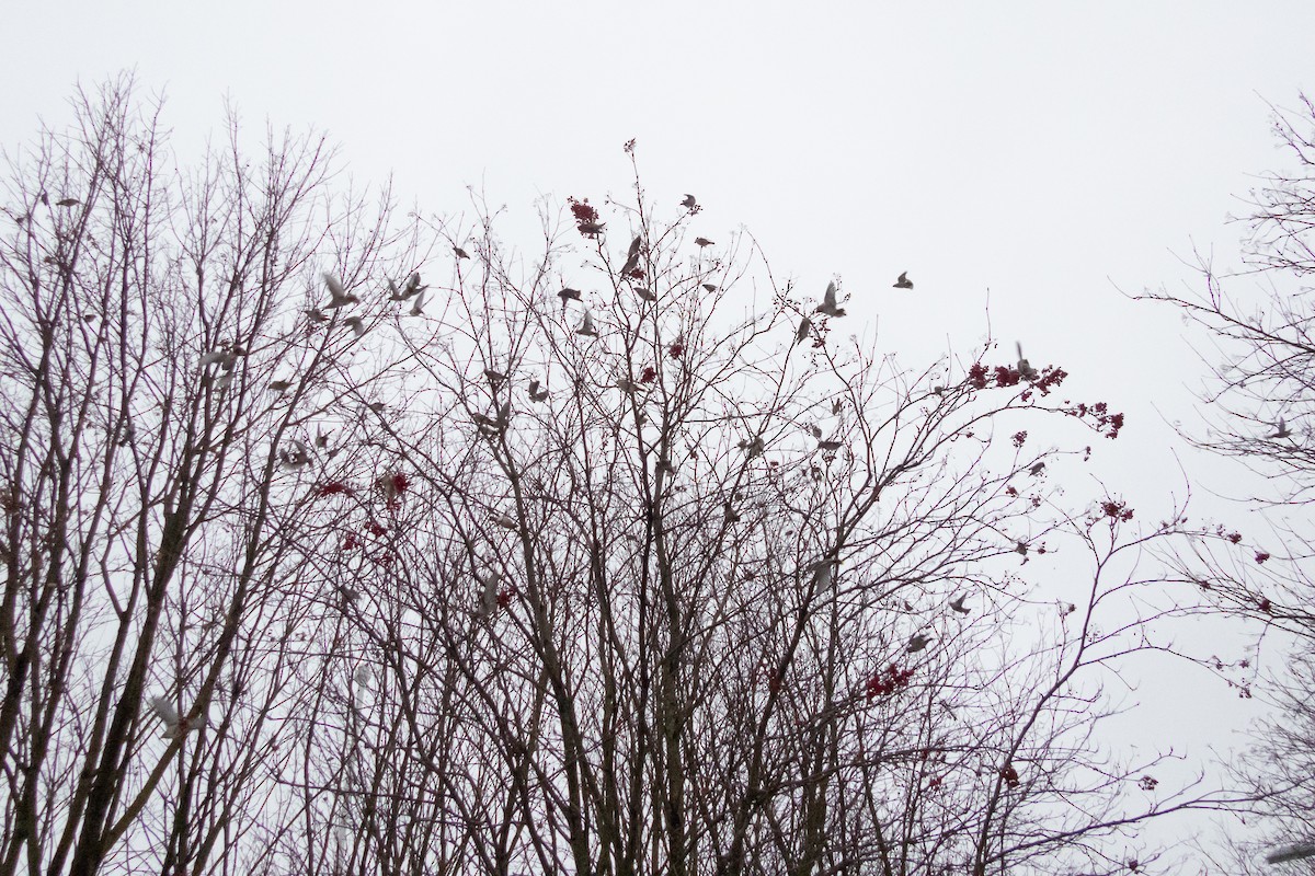 Bohemian Waxwing - ML646454474