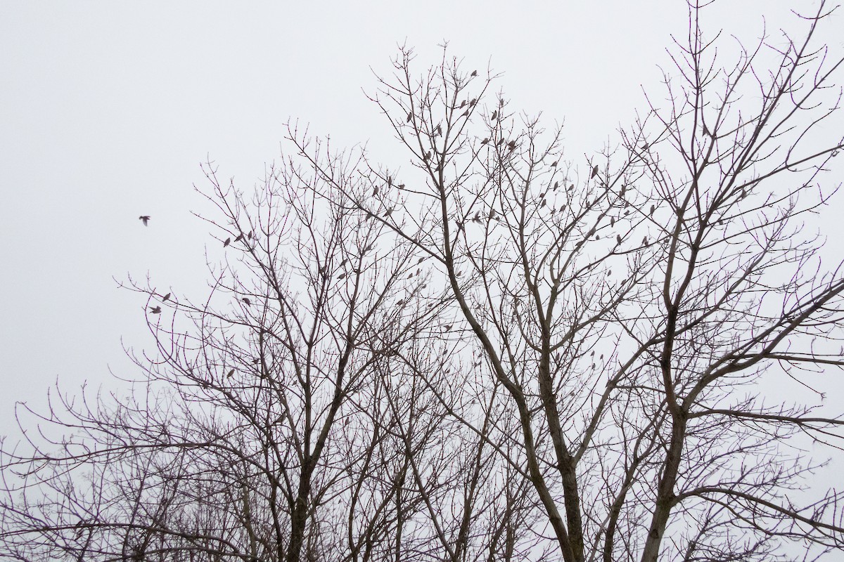 Bohemian Waxwing - ML646454475