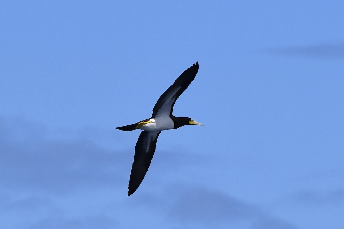 Brown Booby - ML646454477