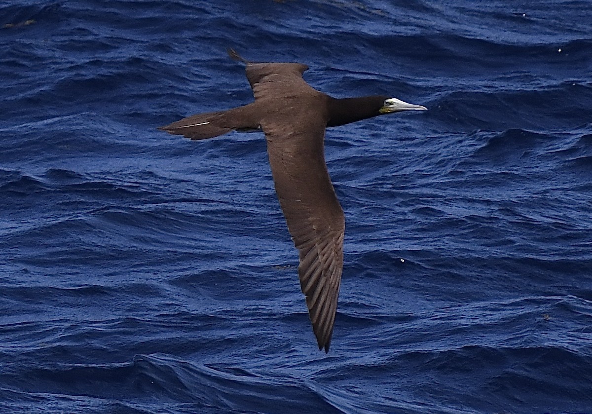 Brown Booby - ML646454478