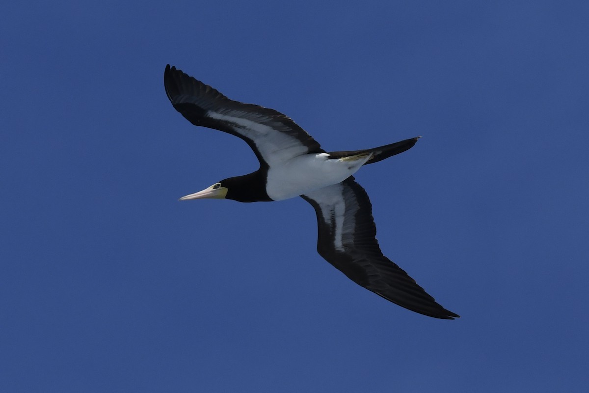 Brown Booby - ML646454479