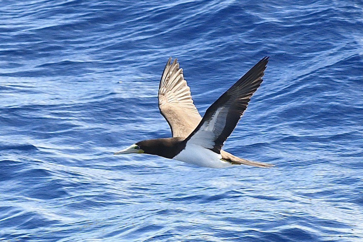 Brown Booby - ML646454480