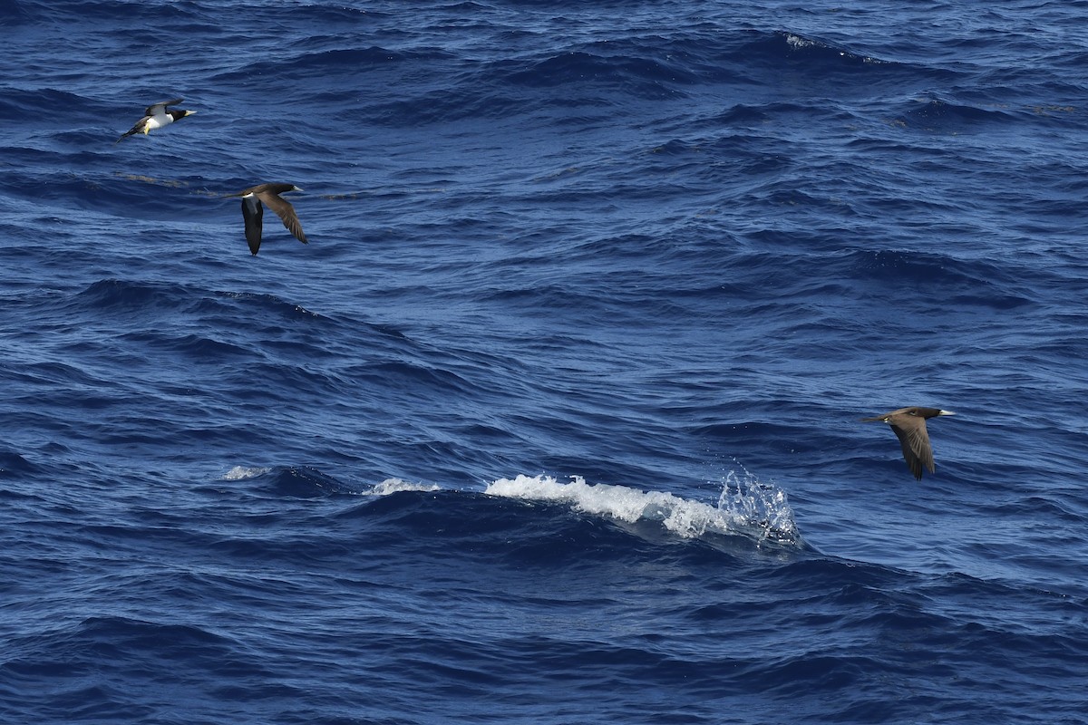 Brown Booby - ML646454483