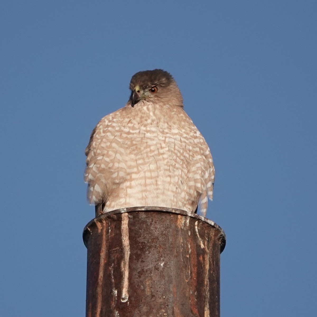 Cooper's Hawk - ML646454485