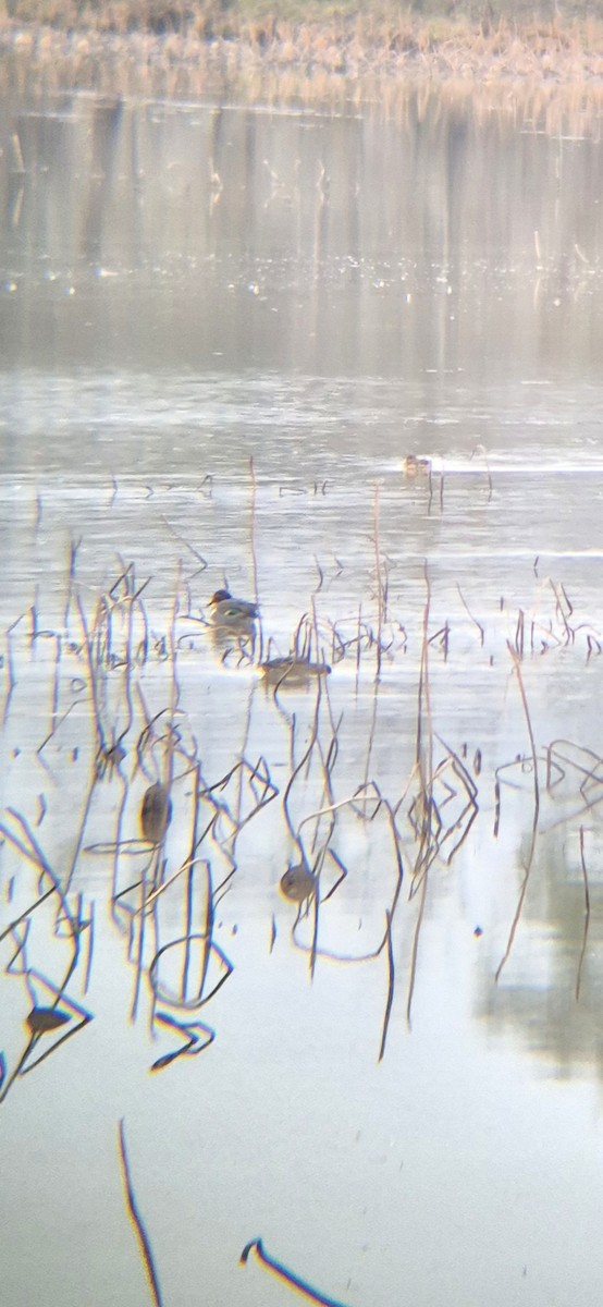 Чирянка мала - ML646454486