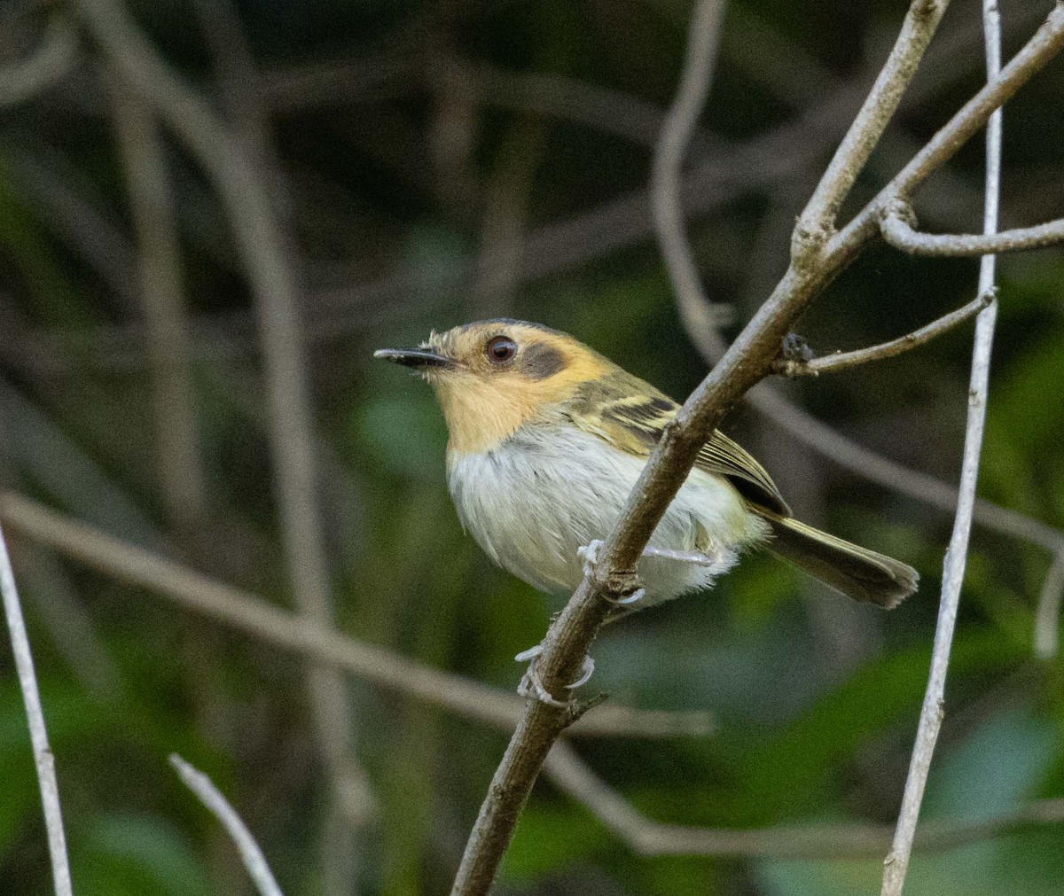 Ochre-faced Tody-Flycatcher - ML646454490