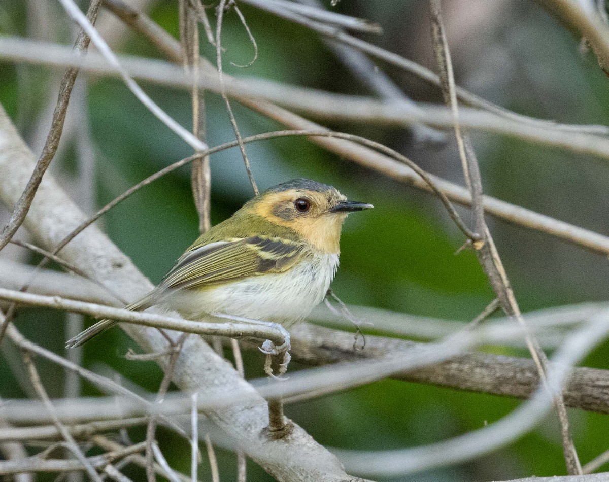 Ochre-faced Tody-Flycatcher - ML646454491