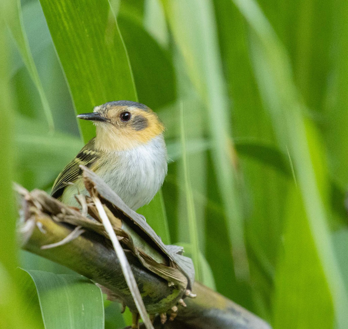 Ochre-faced Tody-Flycatcher - ML646454492