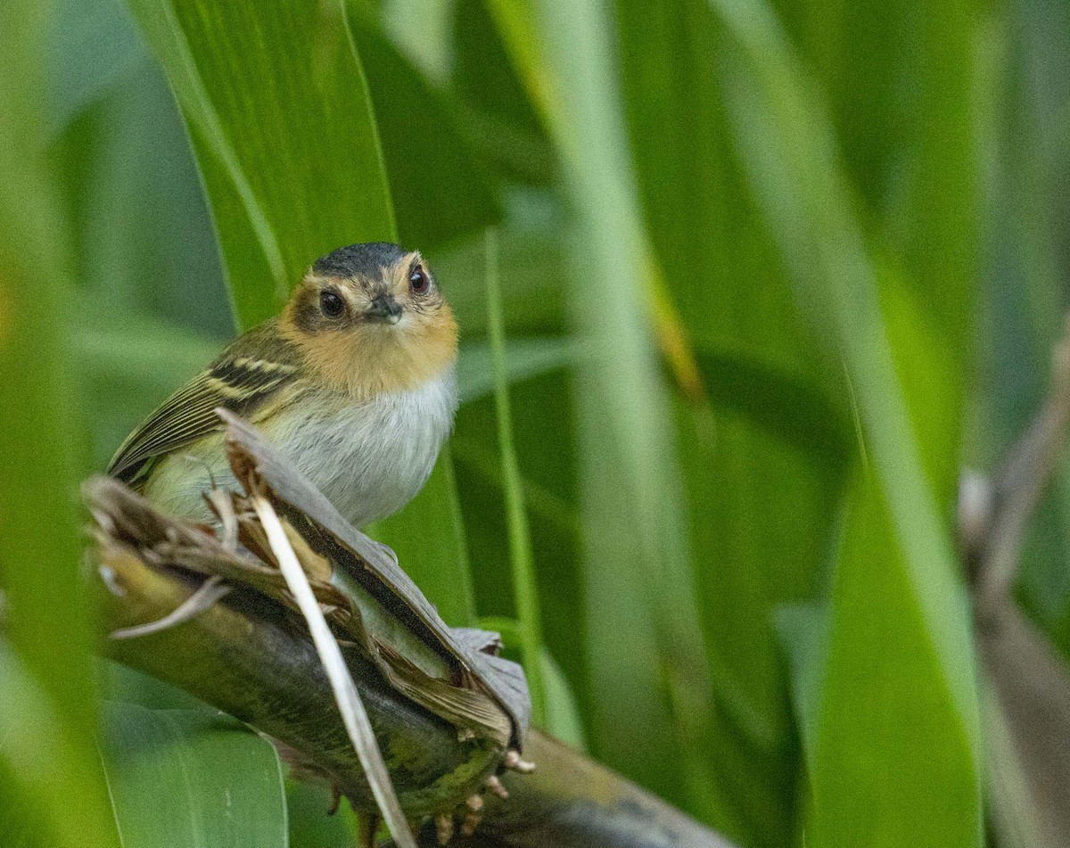 Ochre-faced Tody-Flycatcher - ML646454493