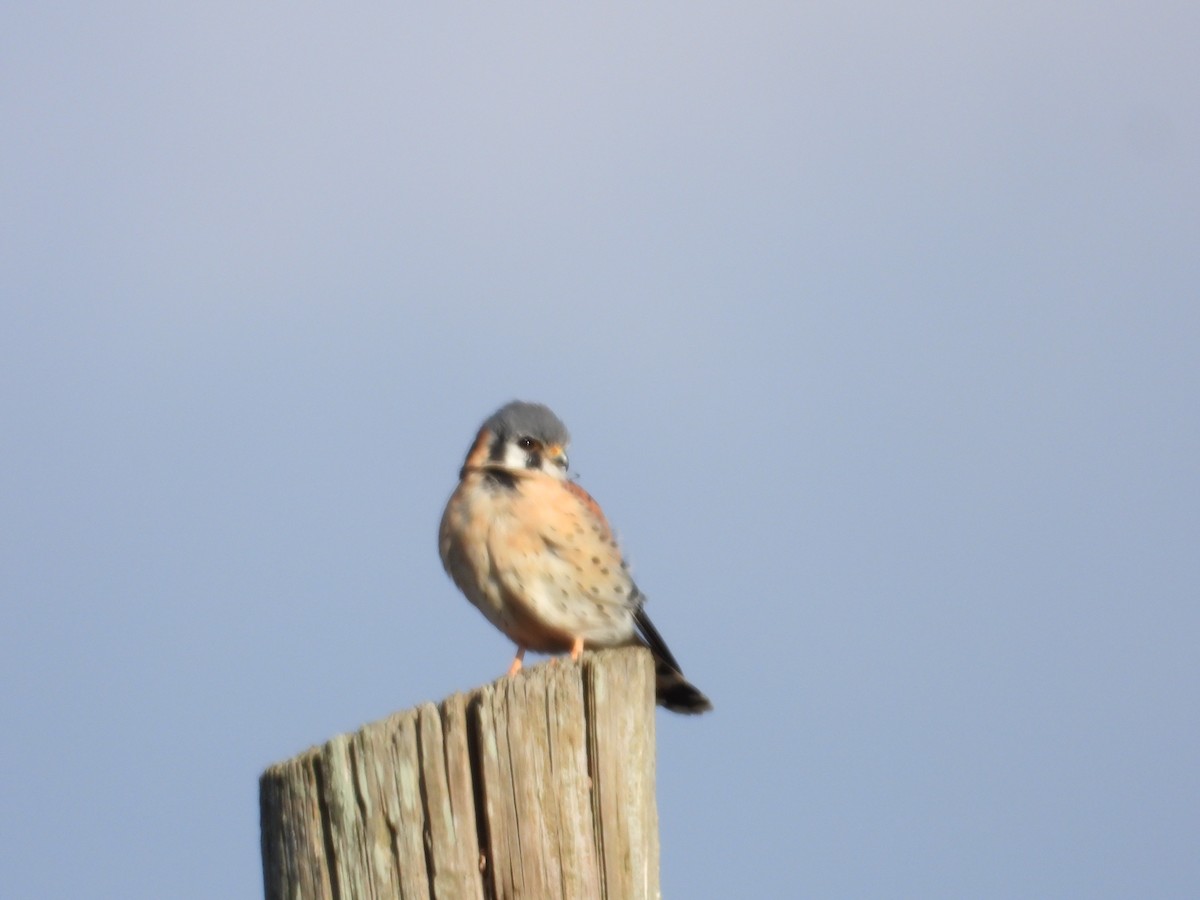 American Kestrel - ML646454496