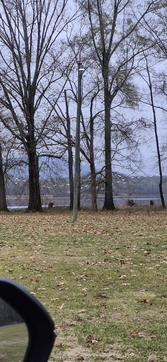 Пелікан рогодзьобий - ML646454497