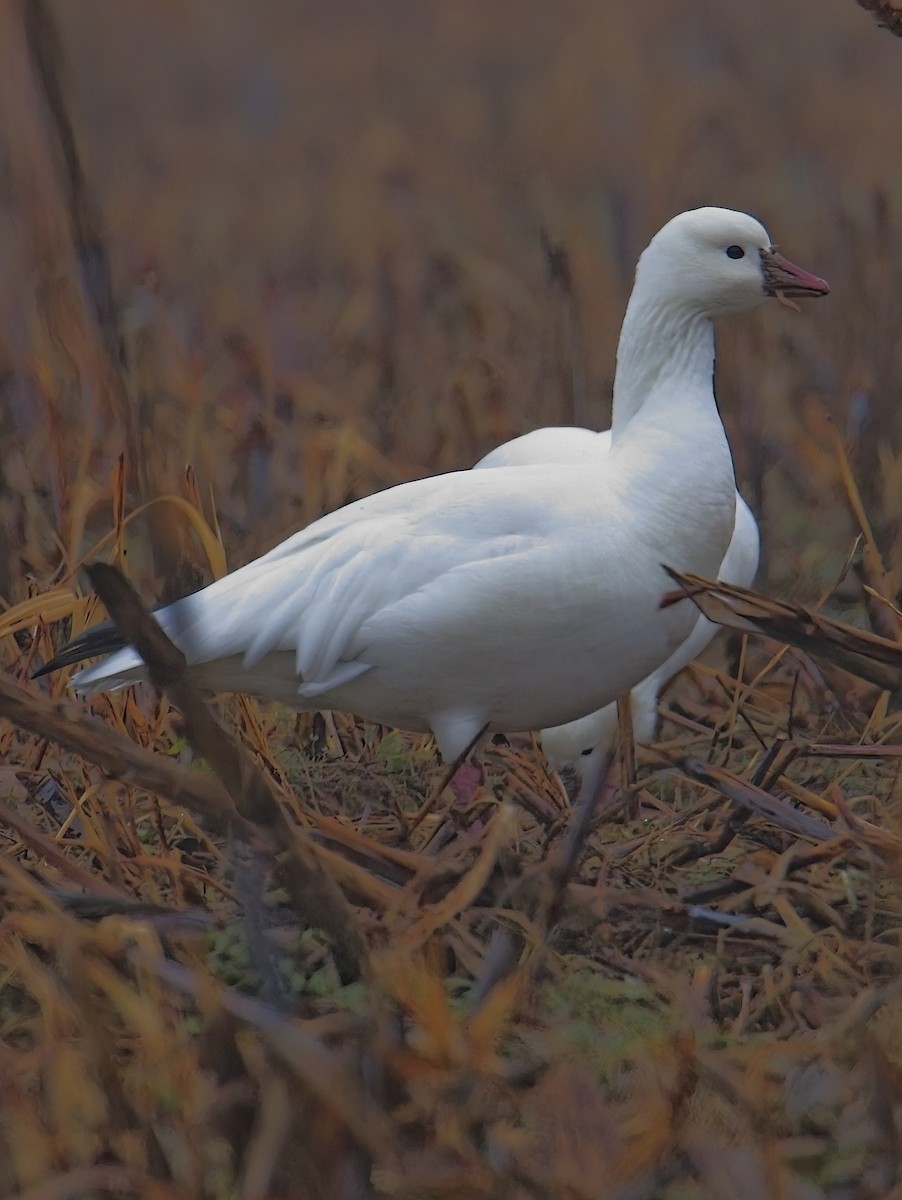 Ross antzara - ML646454500