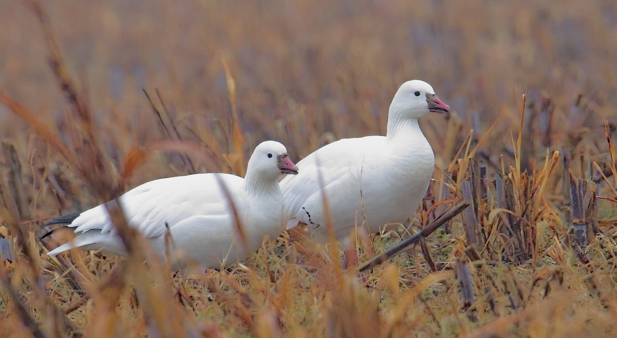 Ross antzara - ML646454501