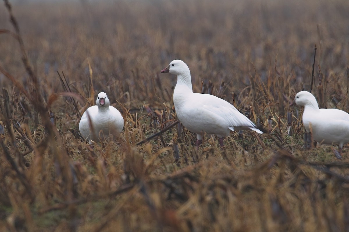 Ross antzara - ML646454502