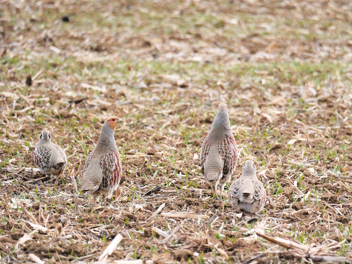 Gray Partridge - ML646454508