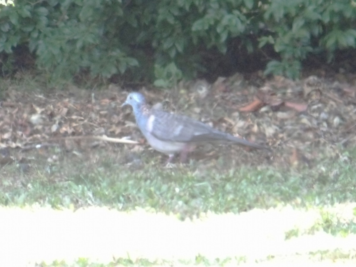 Bar-shouldered Dove - ML646454510