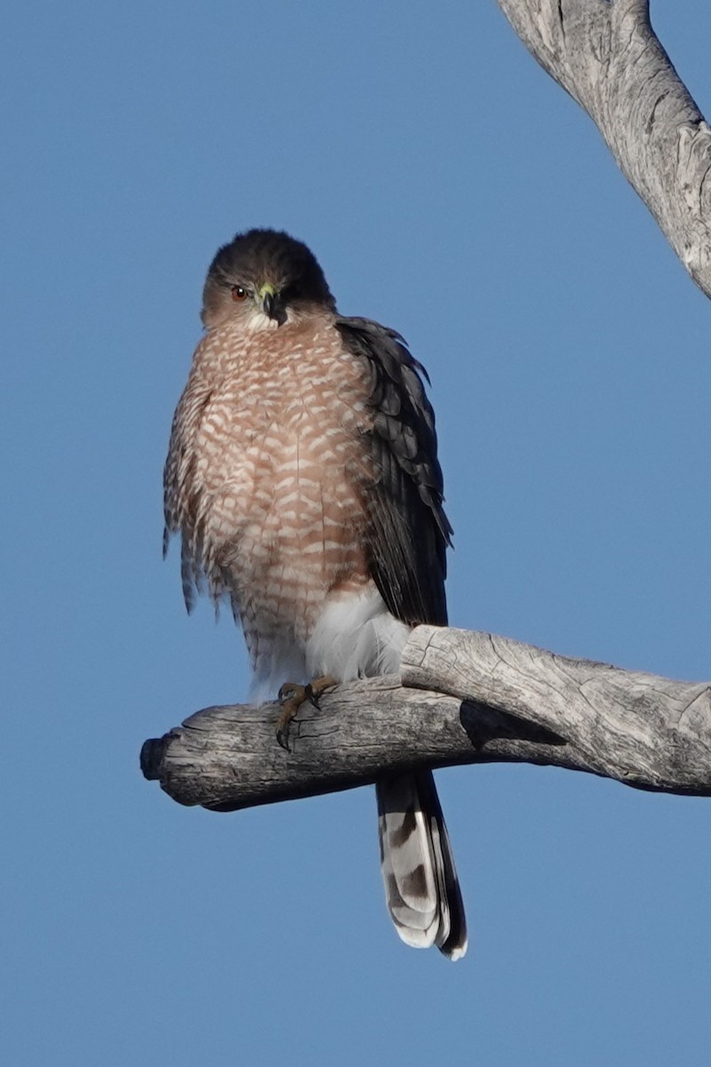 Cooper's Hawk - ML646454511
