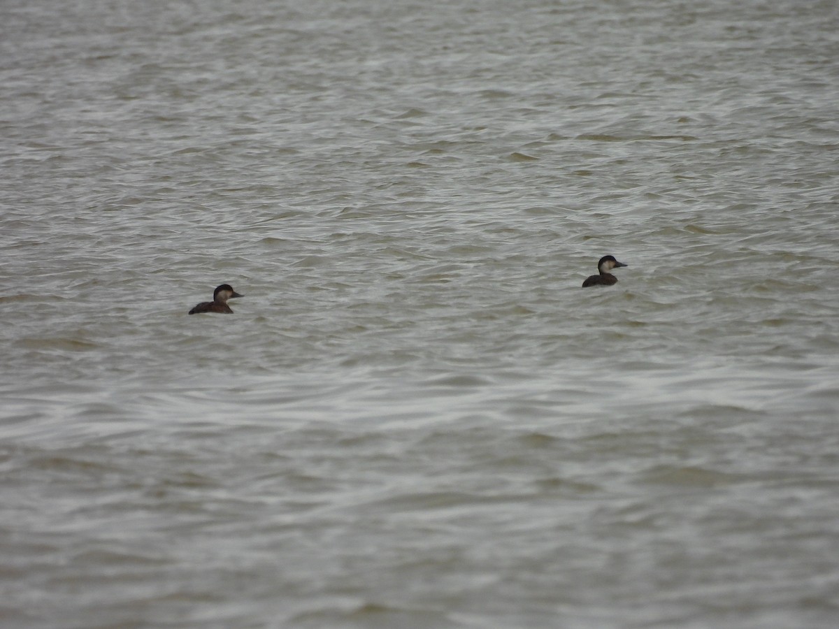 Common Scoter - ML646454514