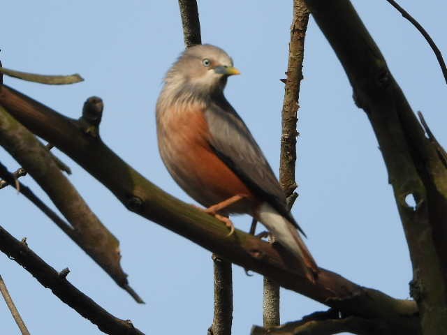 Chestnut-tailed Starling - ML646454515