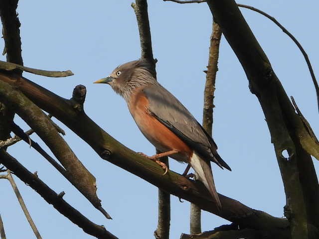 Chestnut-tailed Starling - ML646454516