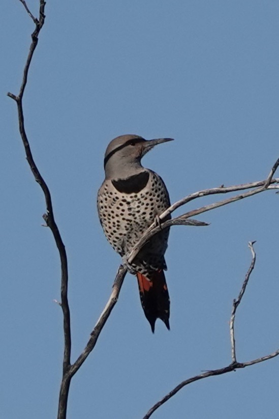 Northern Flicker (Red-shafted) - ML646454518