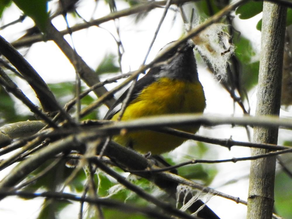 Bananaquit - ML646454521