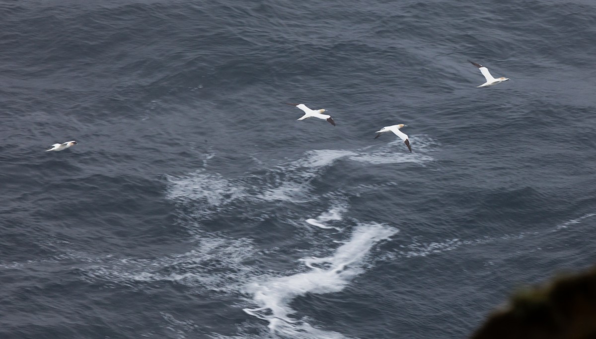 סולה מצויה - ML646454522