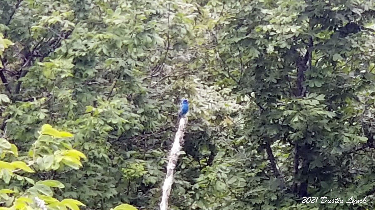 Indigo Bunting - ML646454523