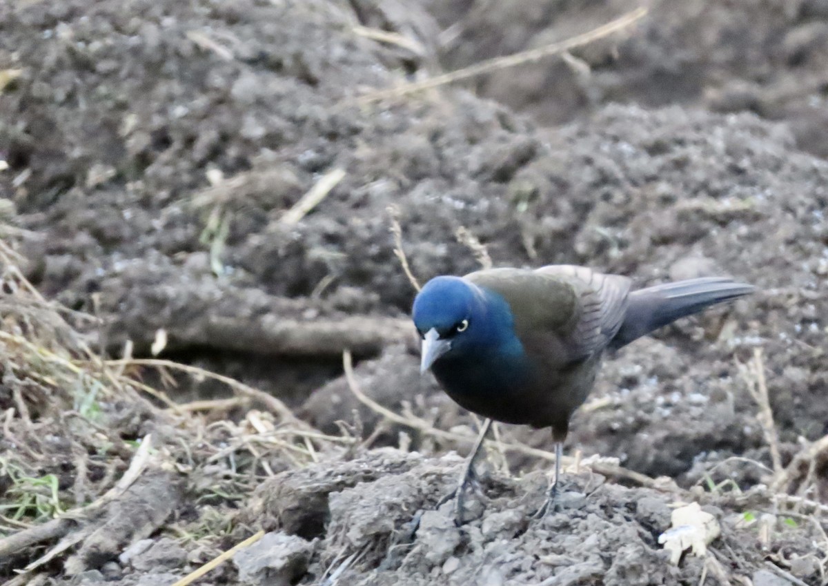 Common Grackle (Bronzed) - ML646454525