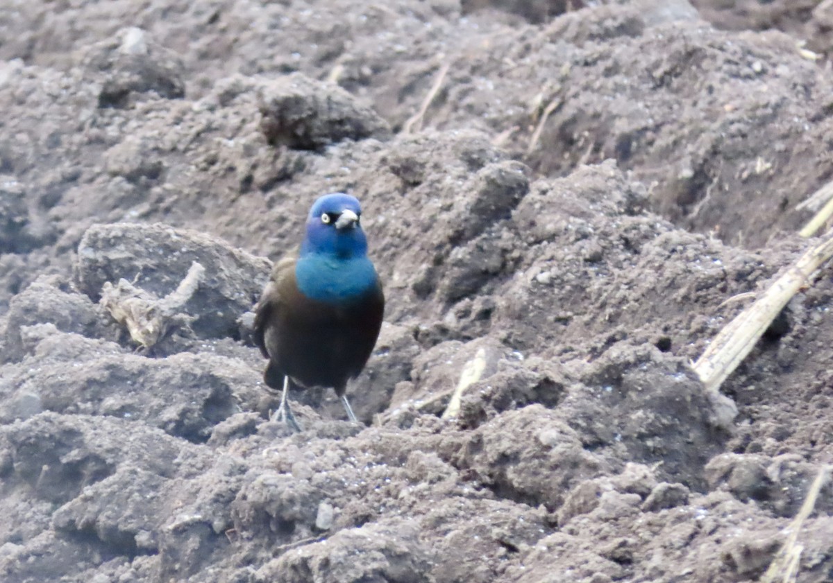 Common Grackle (Bronzed) - ML646454526