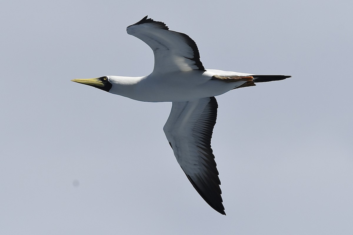 Masked Booby - ML646454527