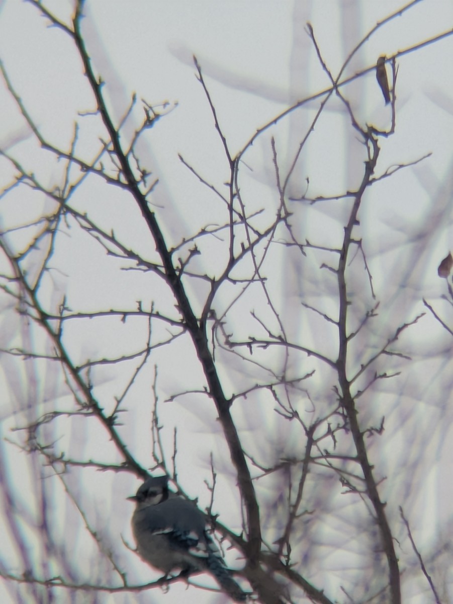 Blue Jay - ML646454528